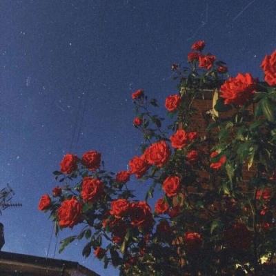 皇冠APP官方版下载安装手机app下载